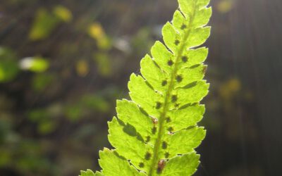 Qigong am Wochenende – „Qigong für den Rücken und die Seele“, 16./17.11.24